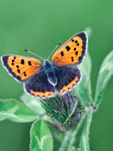 Preview wallpaper butterfly, wings, plant