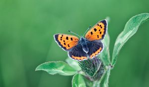 Preview wallpaper butterfly, wings, plant