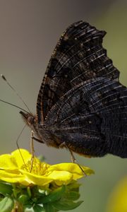 Preview wallpaper butterfly, wings, side, flower