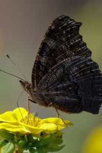 Preview wallpaper butterfly, wings, side, flower