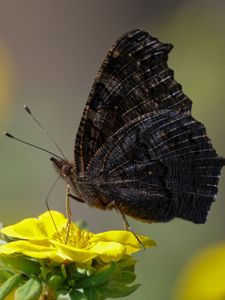 Preview wallpaper butterfly, wings, side, flower