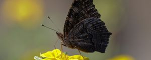 Preview wallpaper butterfly, wings, side, flower