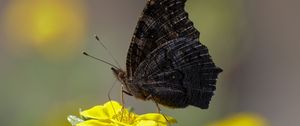 Preview wallpaper butterfly, wings, side, flower