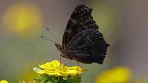 Preview wallpaper butterfly, wings, side, flower
