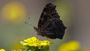 Preview wallpaper butterfly, wings, side, flower