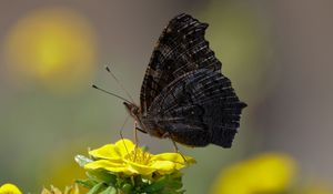 Preview wallpaper butterfly, wings, side, flower