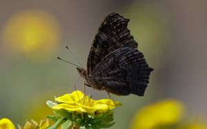 Preview wallpaper butterfly, wings, side, flower