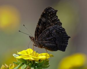 Preview wallpaper butterfly, wings, side, flower