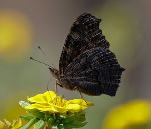 Preview wallpaper butterfly, wings, side, flower