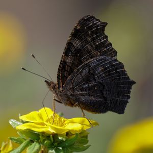 Preview wallpaper butterfly, wings, side, flower