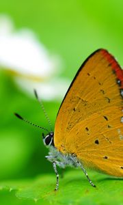 Preview wallpaper butterfly, wings, sitting, leaves