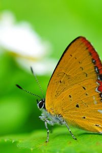 Preview wallpaper butterfly, wings, sitting, leaves