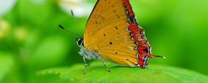 Preview wallpaper butterfly, wings, sitting, leaves