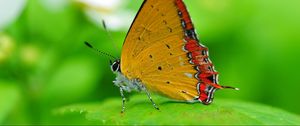 Preview wallpaper butterfly, wings, sitting, leaves