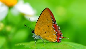 Preview wallpaper butterfly, wings, sitting, leaves