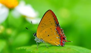 Preview wallpaper butterfly, wings, sitting, leaves