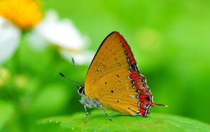 Preview wallpaper butterfly, wings, sitting, leaves