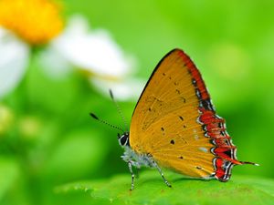 Preview wallpaper butterfly, wings, sitting, leaves