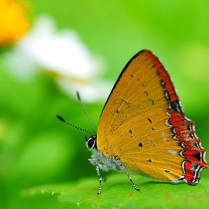 Preview wallpaper butterfly, wings, sitting, leaves