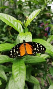 Preview wallpaper butterfly, wings, spots, pattern, leaves