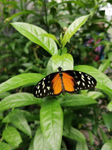 Preview wallpaper butterfly, wings, spots, pattern, leaves