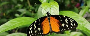 Preview wallpaper butterfly, wings, spots, pattern, leaves
