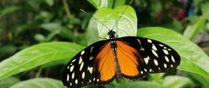 Preview wallpaper butterfly, wings, spots, pattern, leaves