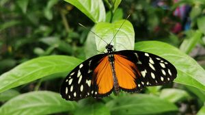 Preview wallpaper butterfly, wings, spots, pattern, leaves