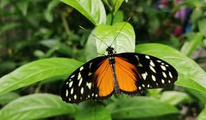 Preview wallpaper butterfly, wings, spots, pattern, leaves