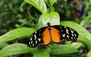 Preview wallpaper butterfly, wings, spots, pattern, leaves