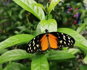 Preview wallpaper butterfly, wings, spots, pattern, leaves