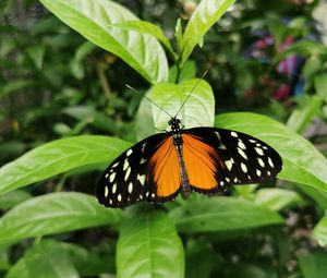 Preview wallpaper butterfly, wings, spots, pattern, leaves