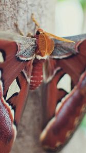 Preview wallpaper butterfly, wings, spots, beautiful