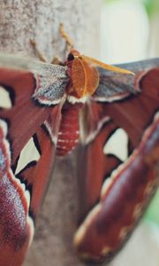 Preview wallpaper butterfly, wings, spots, beautiful