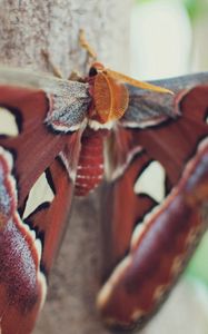 Preview wallpaper butterfly, wings, spots, beautiful