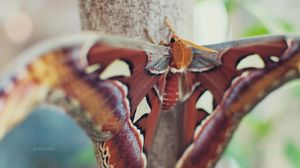 Preview wallpaper butterfly, wings, spots, beautiful