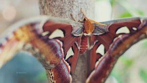 Preview wallpaper butterfly, wings, spots, beautiful