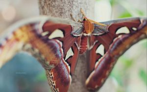 Preview wallpaper butterfly, wings, spots, beautiful