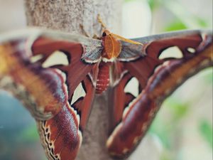 Preview wallpaper butterfly, wings, spots, beautiful