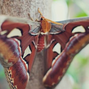 Preview wallpaper butterfly, wings, spots, beautiful