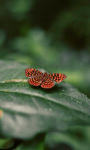 Preview wallpaper butterfly, wings, spotted, insect, closeup