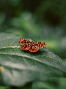 Preview wallpaper butterfly, wings, spotted, insect, closeup