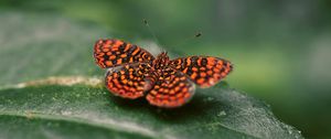 Preview wallpaper butterfly, wings, spotted, insect, closeup