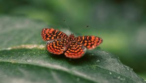 Preview wallpaper butterfly, wings, spotted, insect, closeup