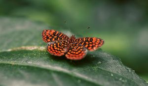 Preview wallpaper butterfly, wings, spotted, insect, closeup