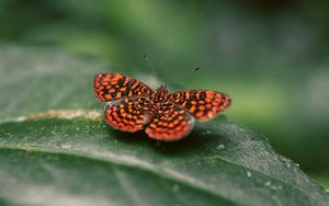 Preview wallpaper butterfly, wings, spotted, insect, closeup