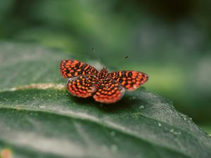 Preview wallpaper butterfly, wings, spotted, insect, closeup