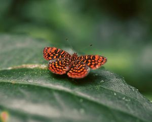 Preview wallpaper butterfly, wings, spotted, insect, closeup