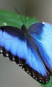 Preview wallpaper butterfly, wings, strips, leaves, grass