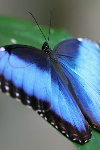 Preview wallpaper butterfly, wings, strips, leaves, grass